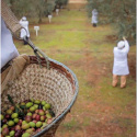 Zestaw degustacyjny, 4 oliwy Hacienda Guzman 0,5l
