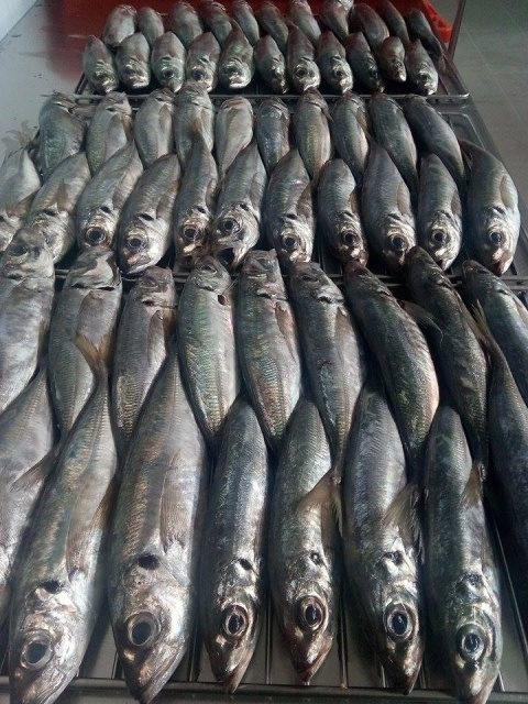 Sardynki w oliwie z pomidorami 120 g, Portugalia Sardynki w oliwie z pomidorami 120 g, Portugalia