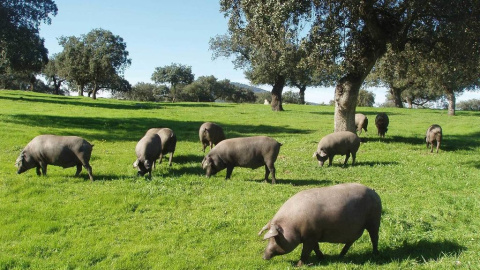 Szynka dojrzewająca 36 mies. ze świń Pata Negra, 75 g